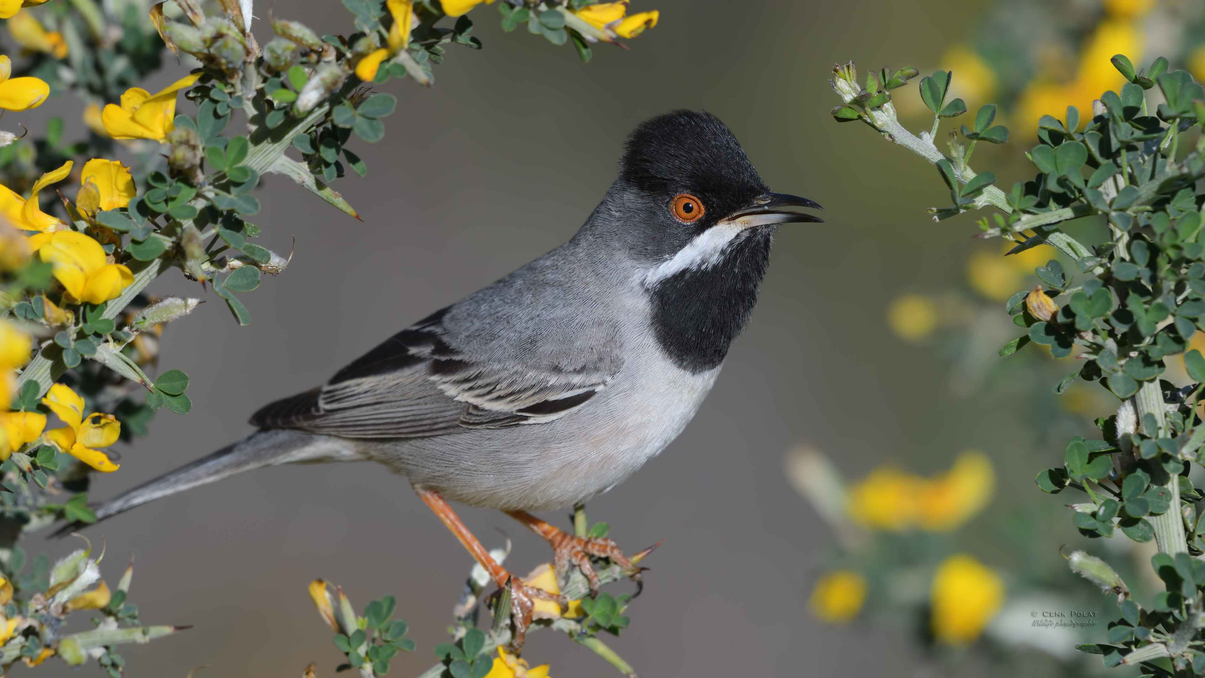 Rüppell's Warbler